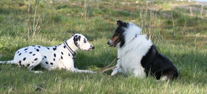 Urlaub mit Hund in SachsenAnhalt Unterkunft mit Haustier erlaubt