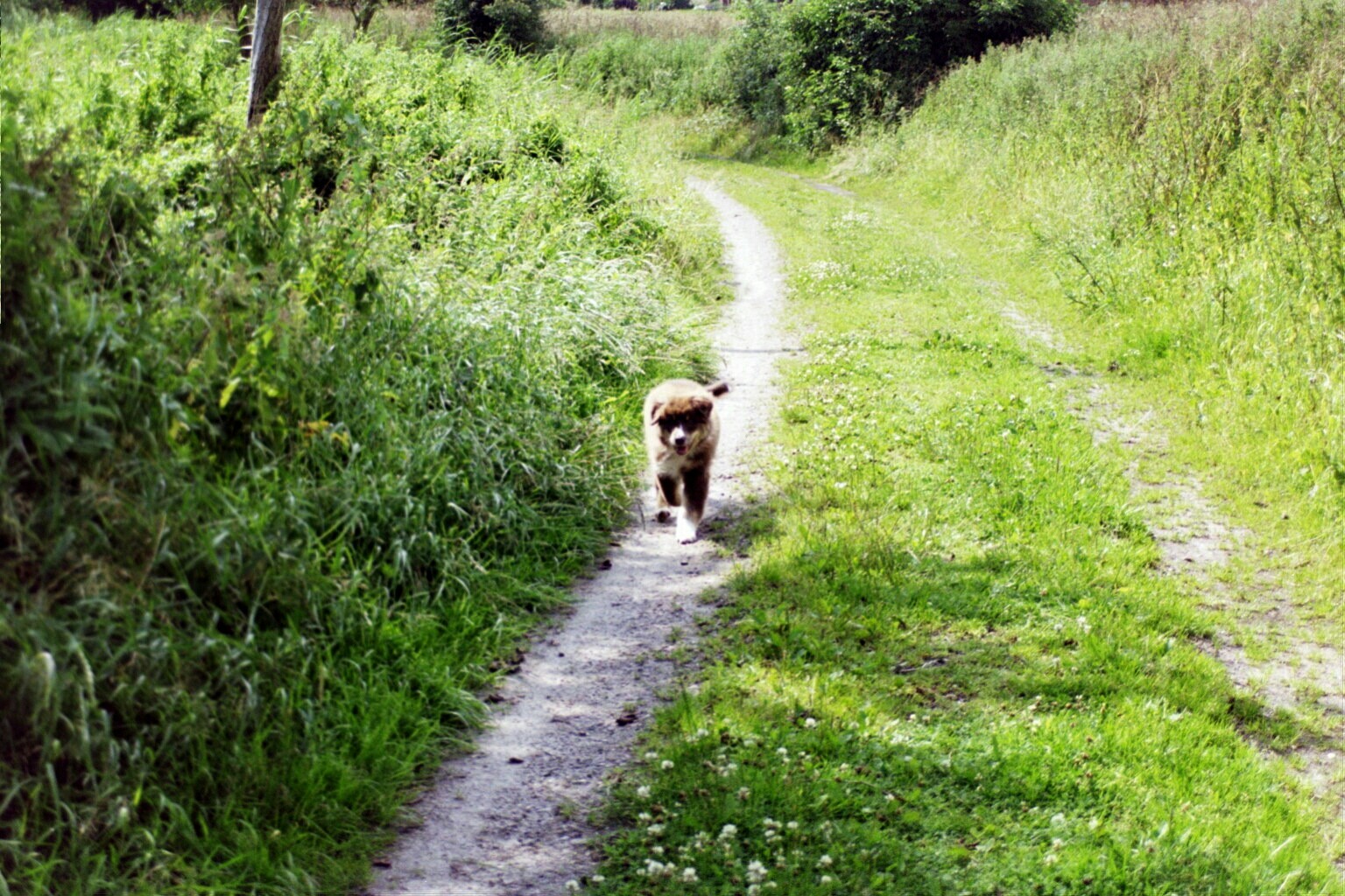 Urlaub mit Hund Berchtesgadener Land Unterkunft mit Haustier erlaubt