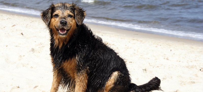 Urlaub mit Hund Timmendorfer Strand Unterkunft mit Haustier erlaubt